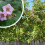 Sierbraam - Rubus odoratus