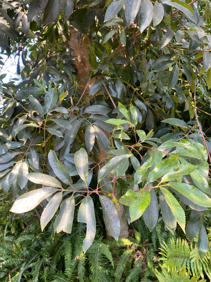 Rooi els - Cunonia capensis