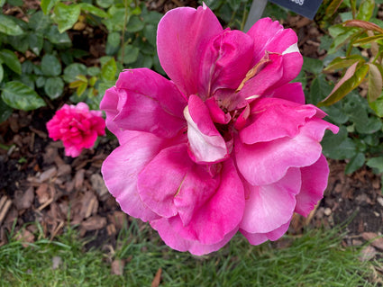 Grootbloemige roos - Rosa 'Kronenbourg'