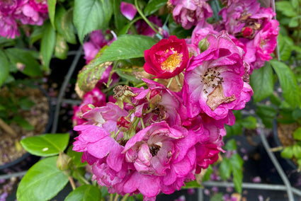 Klimroos - Rosa 'Jasmina' in bloei