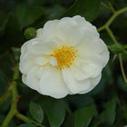 Rosa Schneekönigin bloem wit engelse tuin