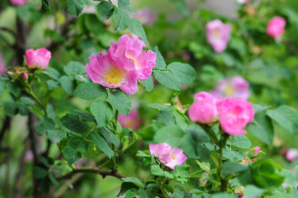 Wilde roos - Rosa rubiginosa