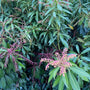 Rotsheide - Pieris japonica 'Katsura'