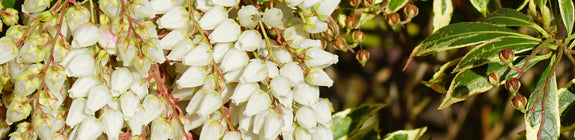Rotsheide - Pieris japonica 'Variegata'