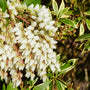 Rotsheide - Pieris japonica 'Variegata'