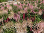 Roze astilbe icm sierui planten