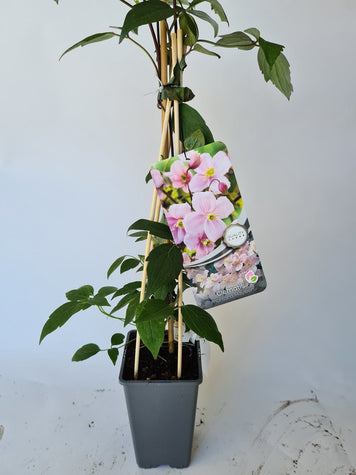 klimplanten roze bloeiende tuinplanten borderpakket