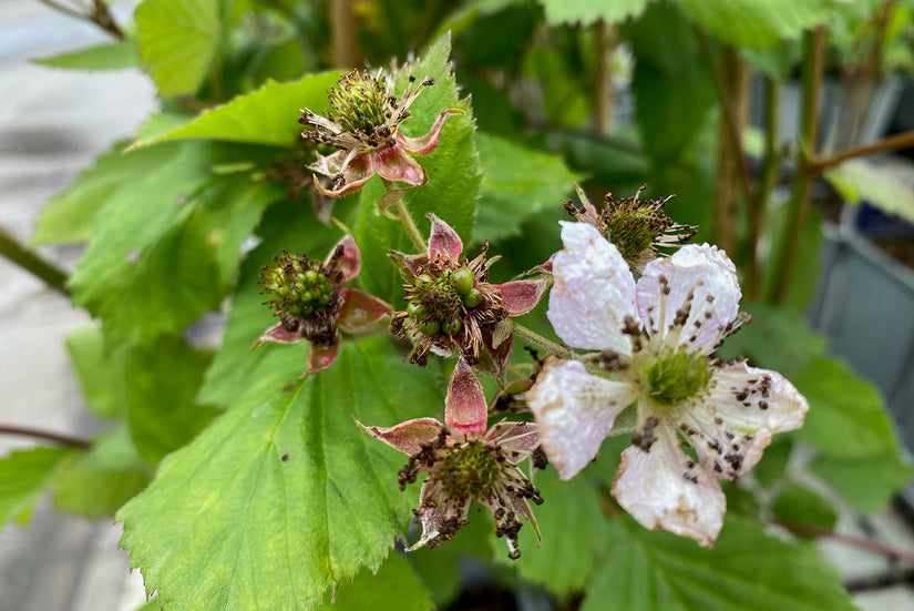 Doornloze braam - Rubus fruticosus 'Black Satin' na de bloei