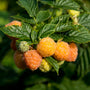 Gele herfstframboos - Rubus idaeus