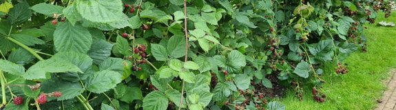 Rubus met vrucht.jpg