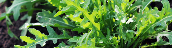 Rucola Eruca sativa - Bladgroenten uit eigen tuin