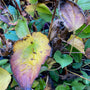 Blad Rudbeckia Fulgida 'Goldsturm' in de herfst