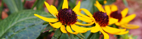 Rudbeckia fulgida 'Little Goldstar' geel bloeiende vaste plant