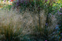 Ruwe Smele - Deschampsia cespitosa 'Pixie Fountain'