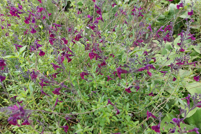 Salie - Salvia 'Nachtvlinder'