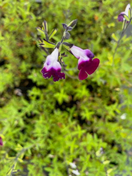 Salie - Salvia greggii 'Mirage Soft Pink'