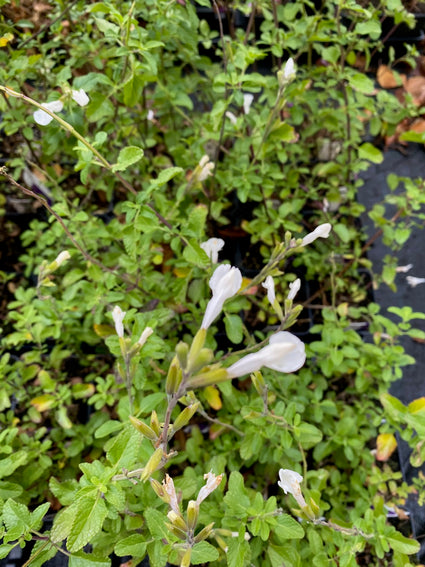 Salie - Salvia microphylla 'Gletsjer'