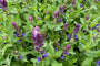 Salie - Salvia nemorosa 'Blue Marvel'