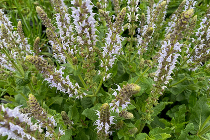 Salie - Salvia nemorosa 'Bumblesky'