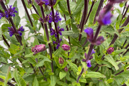 Salie - Salvia nemorosa 'Caradonna'
