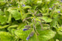 Salie - Salvia patens 'Patio Dark Blue'