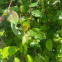 Treurwilg op stam Salix caprea ‘Kilmarnock’