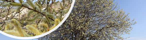 Boswilg - Salix caprea - detail katjes