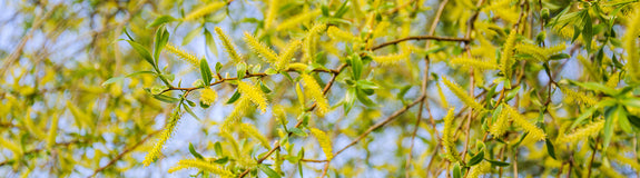 Kraakwilg - Salix fragilis 'Bullata' Hoogstam