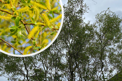 Kraakwilg - Salix fragilis - Zuilvormig 