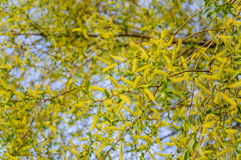 Kraakwilg Salix fragilis - Bloei