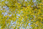 Kraakwilg Salix fragilis - Bloei