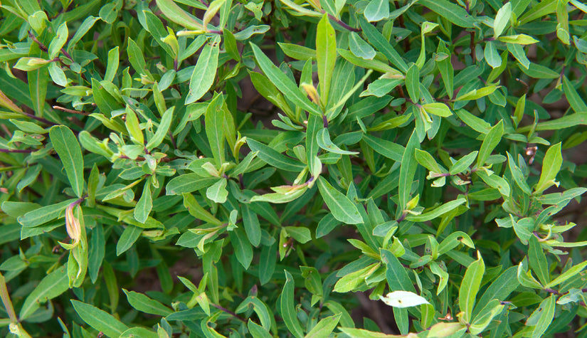 Bittere wilg - Salix purpurea 'Nana'