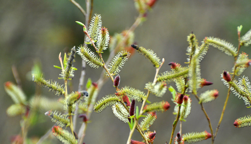 Bittere wilg - Salix purpurea in bloei