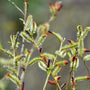 Bittere wilg - Salix purpurea in bloei