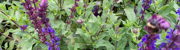 Bloei Salie - Salvia nemorosa 'Caradonna'