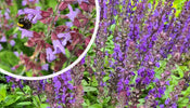 Salie   Salvia x sylvestris 'Mainacht' bloeiwijze