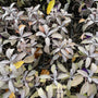 Echte salie - Salvia officinalis 'Purpurascens' (herfst)