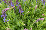 Salvia x sylvestris 'Blauhügel'