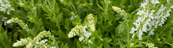 Salie - Salvia x sylvestris 'Schneehügel'