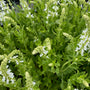 Salie - Salvia x sylvestris 'Schneehügel'