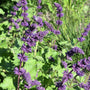 Salvia Verticillata 'Purple Rain'