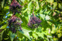 Zwarte bessen Gewone vlier - Sambucus nigra 