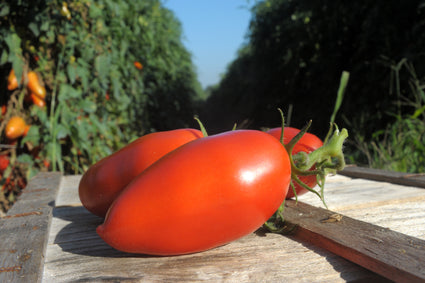 San Marzano tomaat - Solanum lycopersicum.jpg