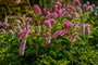 Sanguisorba Obtusa roze bloeiende variant