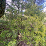 Sawara Cypress - Chamaecyparis Pisifera 'Filifera Aurea'