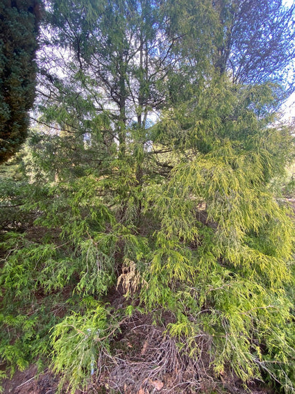 Sawara Cypress - Chamaecyparis Pisifera 'Filifera Aurea'