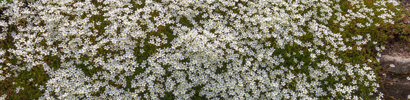 Steenbreek - Saxifraga x arendsii 'White Pixie'
