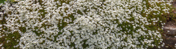 Steenbreek - Saxifraga x arendsii 'White Pixie'