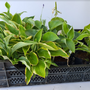 hosta borderpakket tuinplanten pakket schaduwplanten 