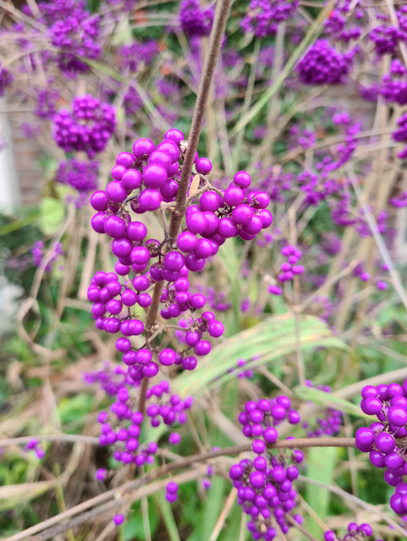 tuinplanten callicarpa
